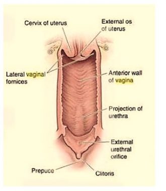 ostium-vagina-6078536