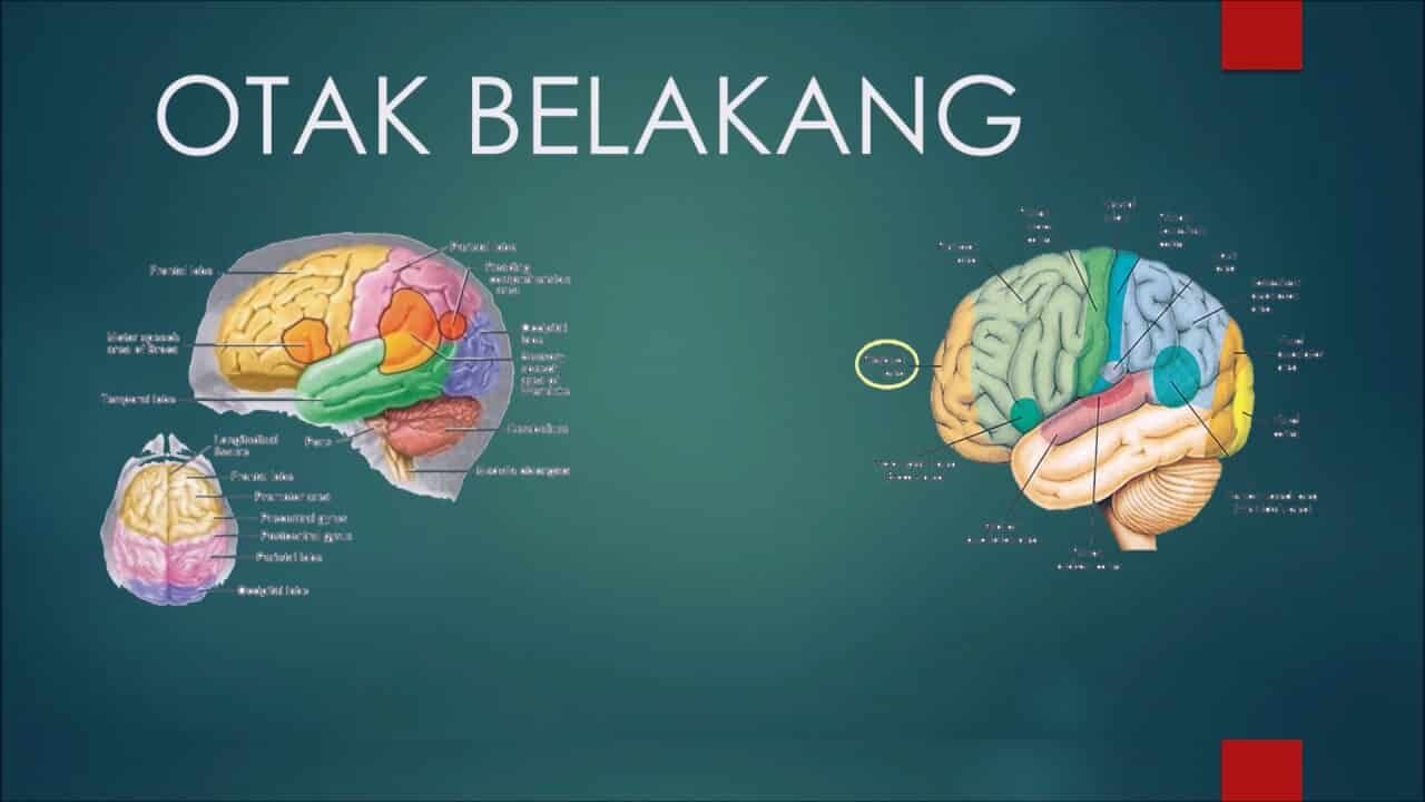 otak-belakang-5653071