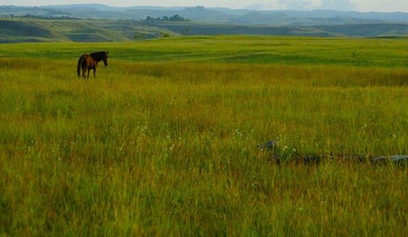 padang-rumput-9836369