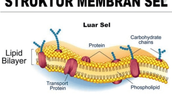 pegertian-membran-sel-3795722-8741367-png