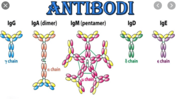 pengertian-antibodi-1562741-8184446-png
