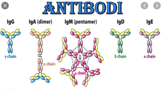 pengertian-antibodi-3154405