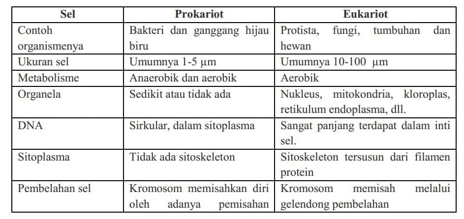 perbandingan-sel-prokariot-dan-eukariot-2-4714440