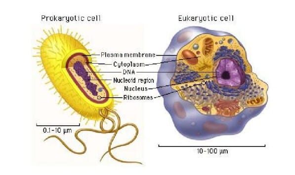 perbandingan-sel-prokariot-dan-eukariot-6388028