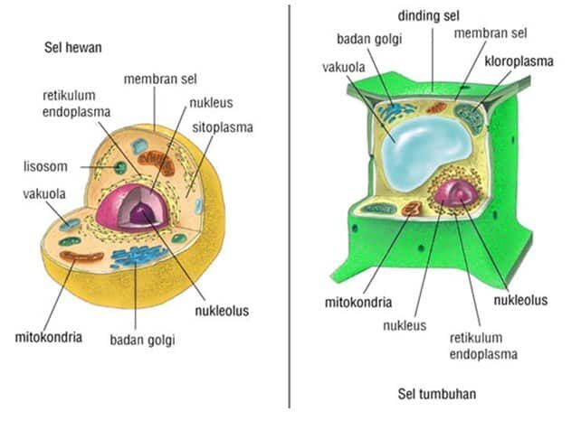 perbedaan-sel-tumbuhan-dan-sel-hewan-2986220