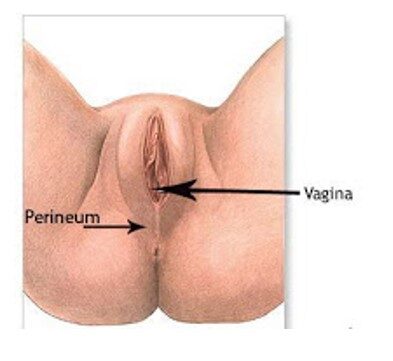 perineum-7280689