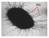 pilus-dan-fimbria-4405212
