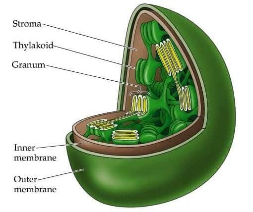 plastida-9684052