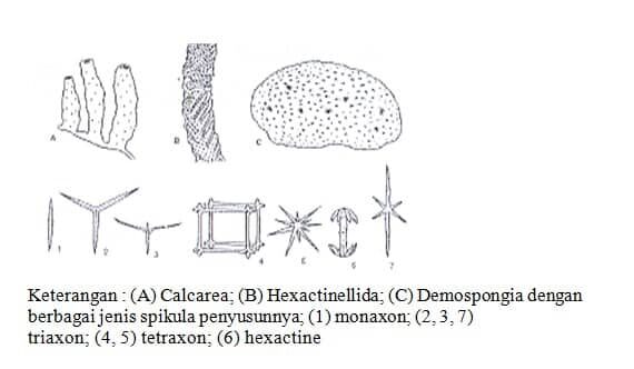 polyactine-3755557