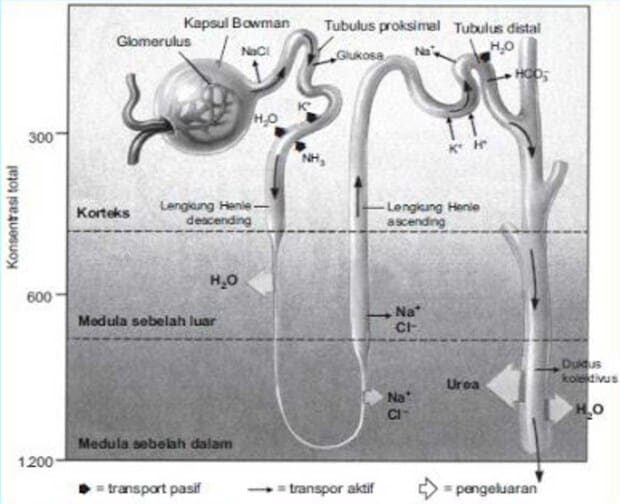 proses-reabsorpsi-3467148