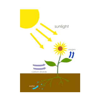 reaksi-gelap-9734981