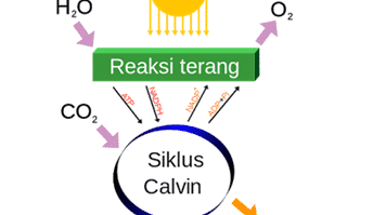 reaksi-terang-9429086-7507788-png