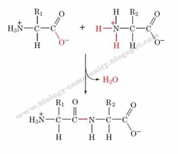 reaksi-pembentukan-peptida-6753913