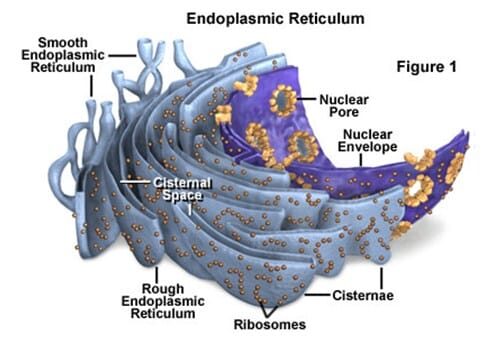 retikulum-endoplasma-re-8903138