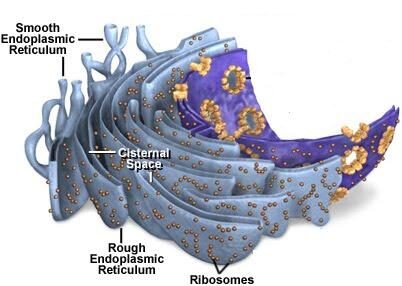 ribosom-ergastoplasma-2698921
