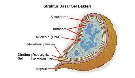 struktur-bakteri-2069653