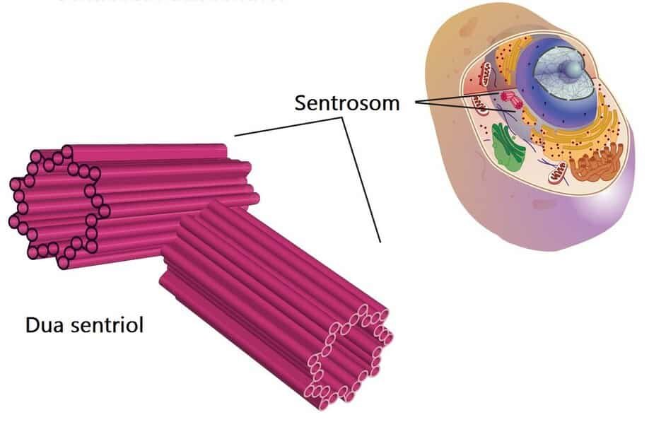 sentrosom-5647400