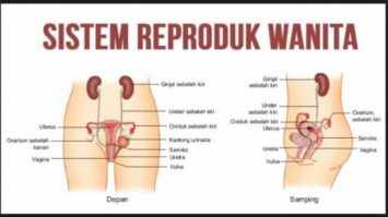 sistem-alat-reproduksi-wanita-5089536-7399388-jpg