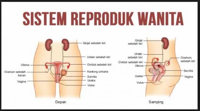 sistem-alat-reproduksi-wanita-5089536-7399388-jpg