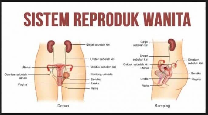 sistem-alat-reproduksi-wanita-8053378