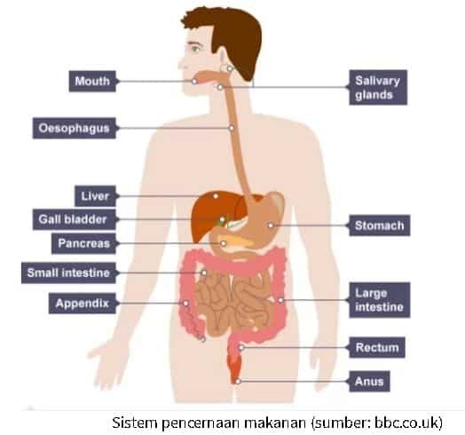 sistem-pencernaan-pada-manusia-3428632