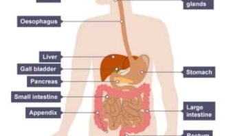 sistem-pencernaan-pada-manusia-6880422-1790738-jpg