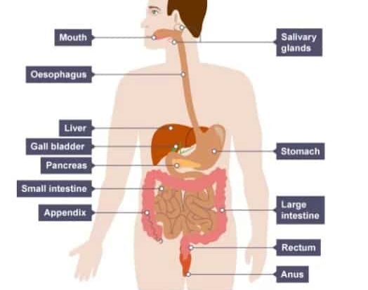 sistem-pencernaan-pada-manusia-6880422-1790738-jpg