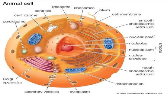 sitoplasma-6370196