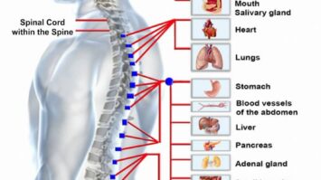 tulang-belakang-6556048-4263374-jpg
