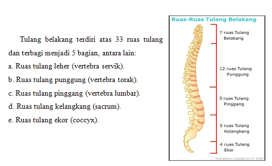 tulang-belakang-5721482