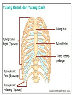 tulang-rusuk-ribs-8622126