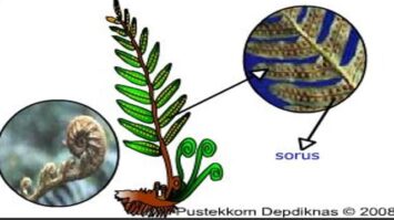 tumbuhan-paku-6605793-8551591-jpg