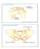 tungkai-atas-berhubungan-4374748