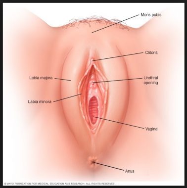 vagina-6505008