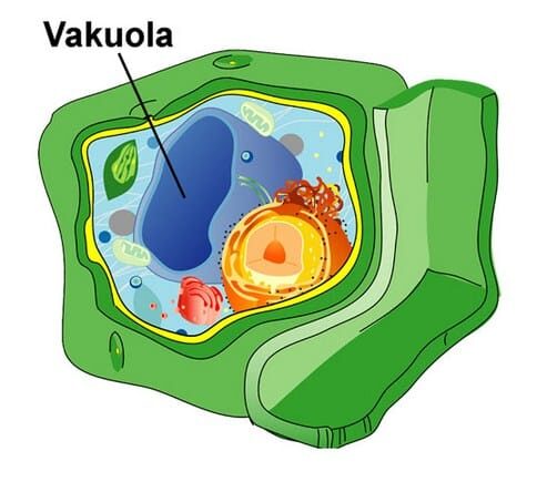 vakuola-3683607