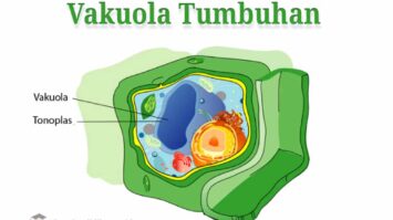 vakuola-tumbuhan-6267408-3158084-jpg