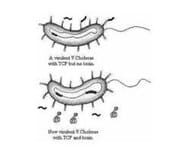 vibrio-cholerae-5575120