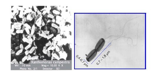 xanthomonas-campestris-3369099