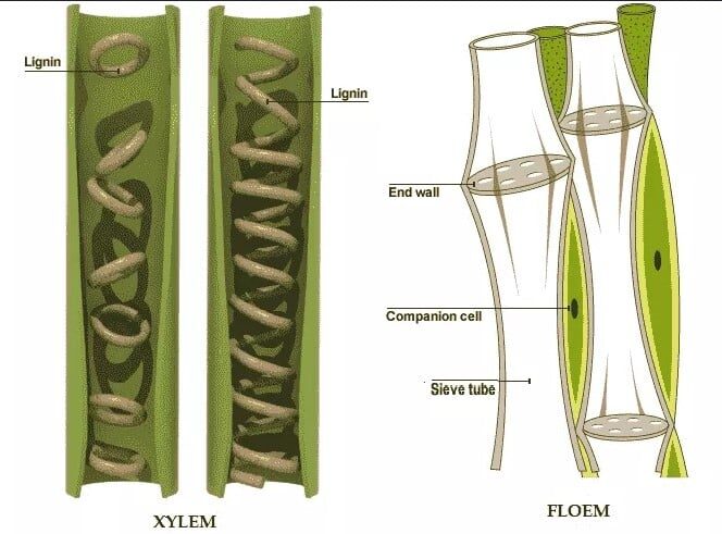 xilem-dan-floem-7015181