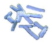 anaerob-obligat-7604044