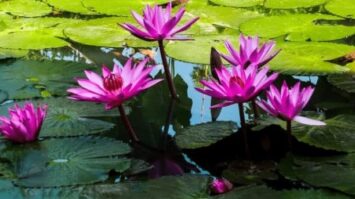 bunga-teratai-2576433-6839359-jpg