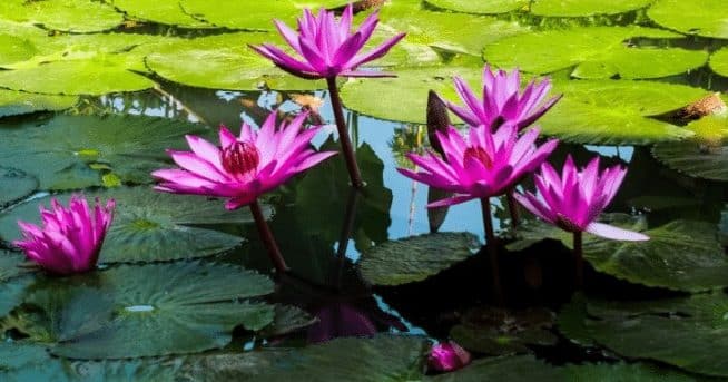 bunga-teratai-2576433-6839359-jpg