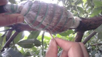 cangkok1-2237322-5896989-jpg