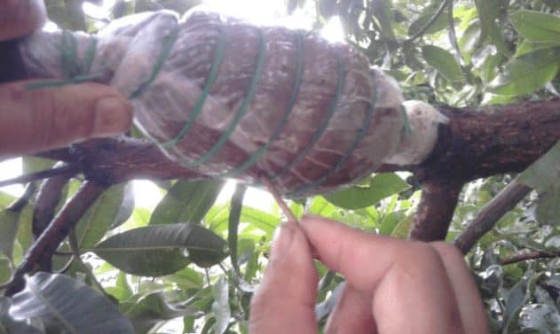 cangkok1-2237322-5896989-jpg