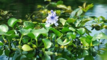 eceng-gondok-6910924-1127024-jpg