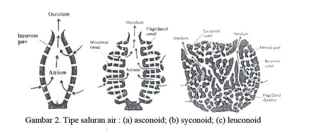 genus-scypha-4123815