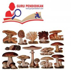 jamur-300x294-3255828