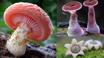 jamur-5222797-7893120-jpg