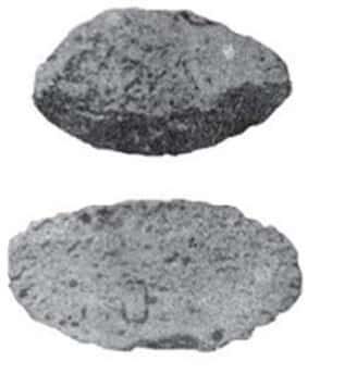 kapak-genggam-sumatera-4114277