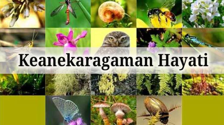 keanekaragaman-hayati-5202325-2722976-jpg